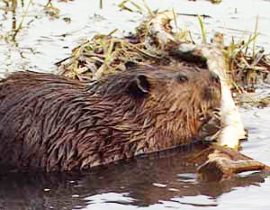 beaver